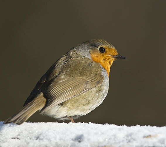 Erithacus rubecula